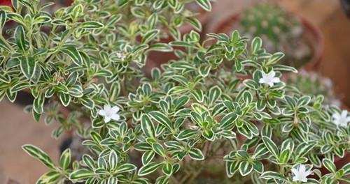 六月雪开花的奥秘（养护技巧、开花时间、品种选择）-第1张图片-绿意生活