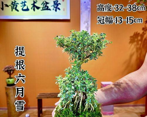 六月雪开花的奥秘（养护技巧、开花时间、品种选择）-第2张图片-绿意生活