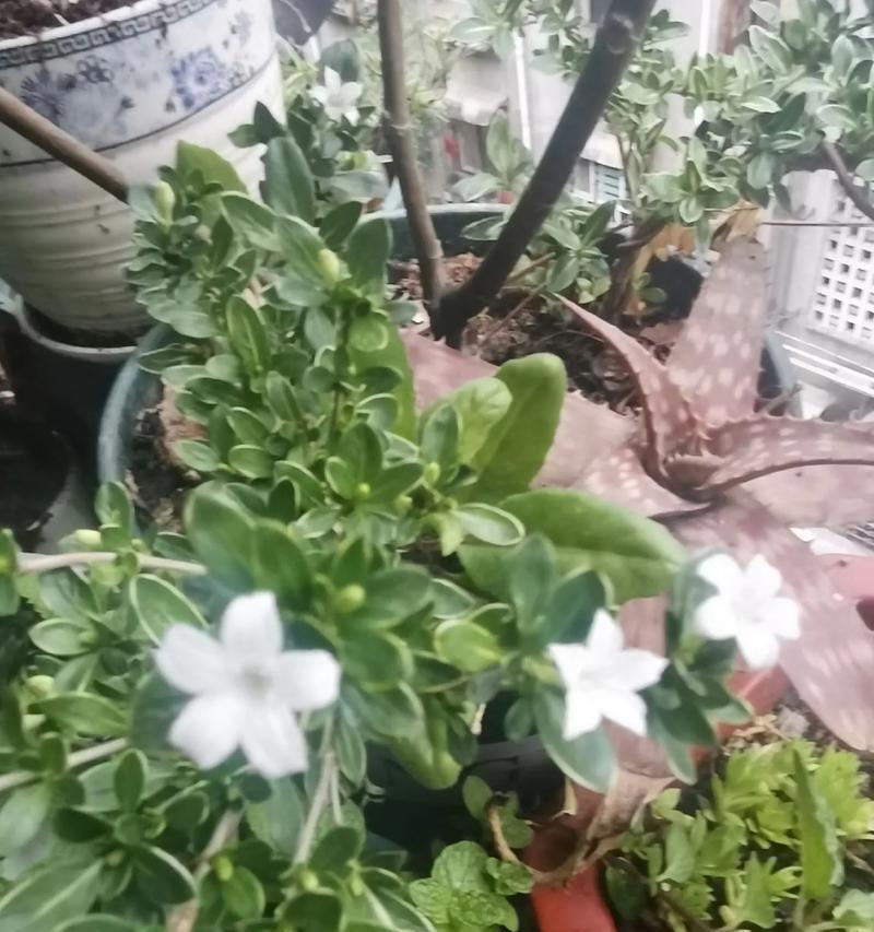 六月雪开花的奥秘（养护技巧、开花时间、品种选择）-第3张图片-绿意生活