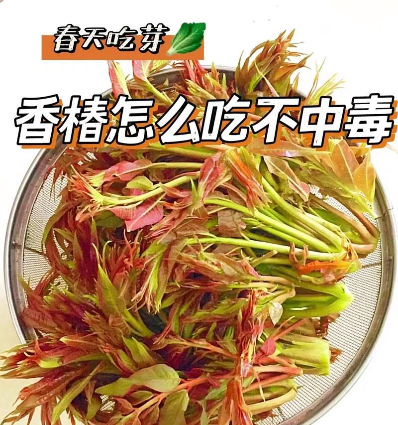 香椿的最佳食用季节（探秘香椿的养生之道）-第2张图片-绿意生活