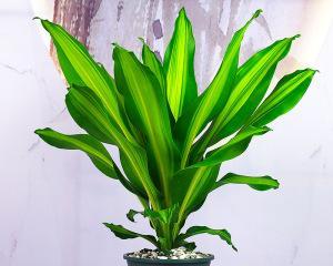 美人铁在客厅摆放是否合适？（探讨美人铁对客厅空间的适应性及其装饰效果）-第1张图片-绿意生活