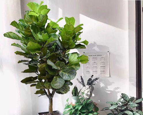 美人铁在客厅摆放是否合适？（探讨美人铁对客厅空间的适应性及其装饰效果）-第2张图片-绿意生活