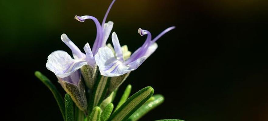 迷迭香叶子卷曲的原因和解决方法（探究迷迭香叶子卷曲的原因，详解如何有效处理）-第3张图片-绿意生活