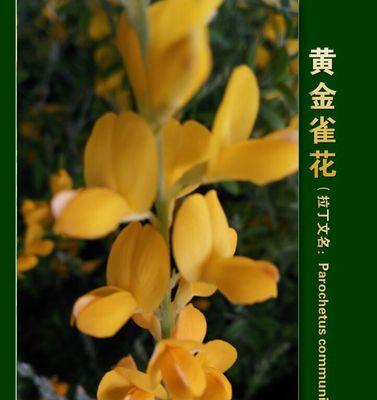 黄金雀的花期及开花规律（探究黄金雀每年的开花时间及时长）-第2张图片-绿意生活