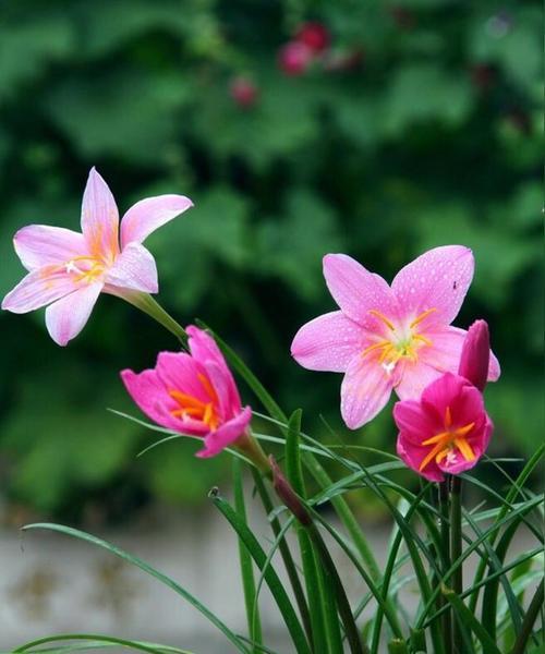 探寻百合科葱属花卉的魅力（品味花香、欣赏花姿，从葱属花卉中发现生命的美丽）-第1张图片-绿意生活