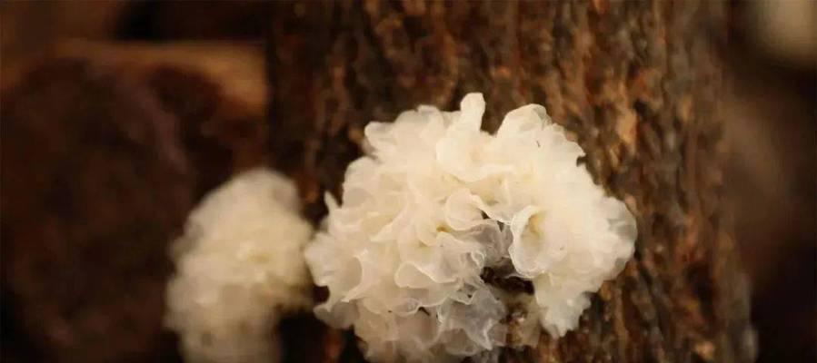 银耳生长周期揭秘（从种植到成熟，了解银耳生长的全过程）-第2张图片-绿意生活