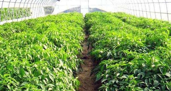 种植辣椒的最佳月份（选择合适的时间，让你的辣椒收获更加丰盛）-第2张图片-绿意生活