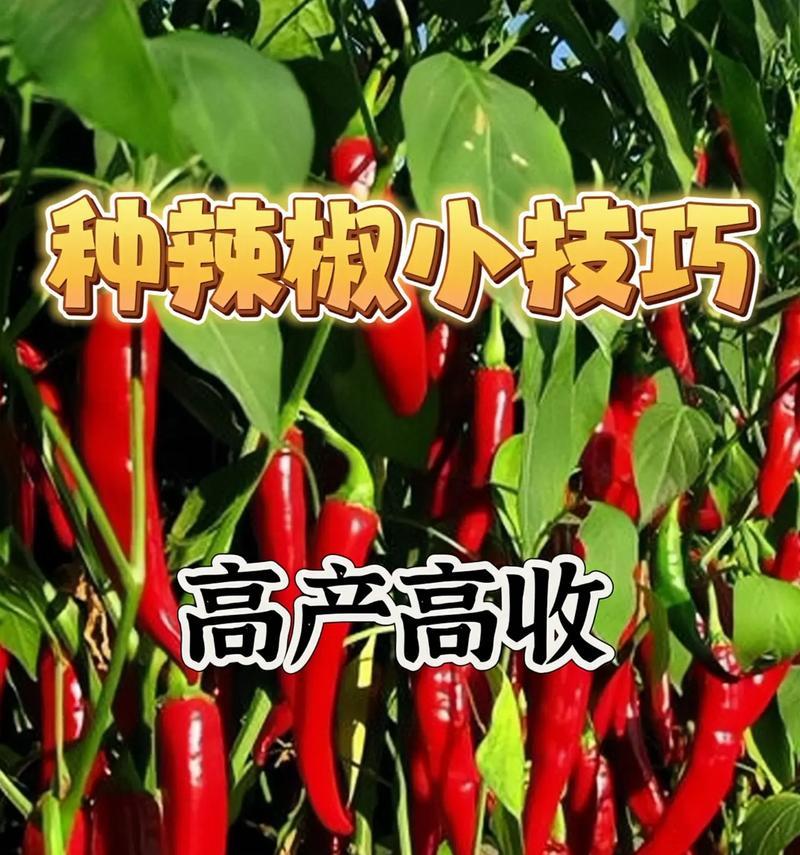 种植辣椒的最佳月份（选择合适的时间，让你的辣椒收获更加丰盛）-第1张图片-绿意生活