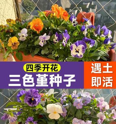 角堇能否在冬天开花？看这里！（冬天开花的角堇有哪些品种？赶快收藏！）-第2张图片-绿意生活