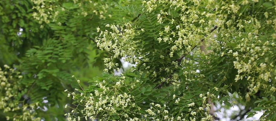 国槐树开花全解析（了解国槐树开花时间、花期、花朵特征及意义）-第3张图片-绿意生活