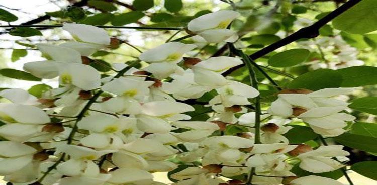 国槐树开花全解析（了解国槐树开花时间、花期、花朵特征及意义）-第2张图片-绿意生活