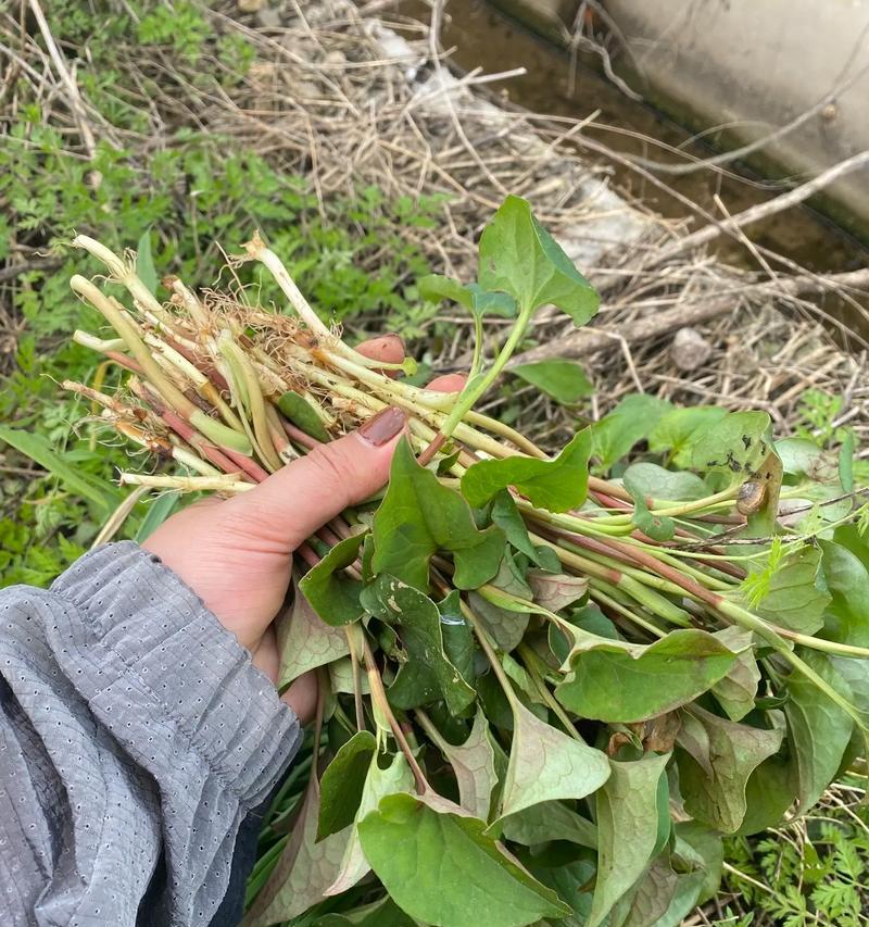 鱼腥草采摘指南（挑选最佳季节和方法，品尝最纯正的鱼腥草）-第1张图片-绿意生活
