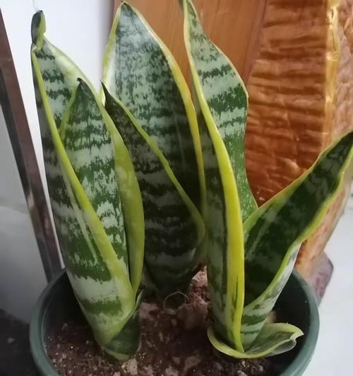 如何科学地给金边虎皮兰施肥？（掌握肥料种类与使用方法，打造健康繁茂的虎皮兰）-第2张图片-绿意生活