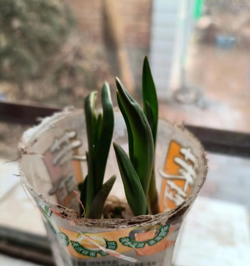 开心果盆栽的养殖技巧（开心果盆栽怎么养殖？教你从选种到收获）-第2张图片-绿意生活