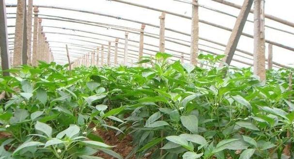 辣椒种植条件对生长环境与气候的要求（打造适宜辣椒生长的理想环境）-第3张图片-绿意生活