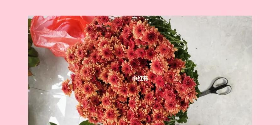 如何养爆盆小雏菊（小雏菊爆盆技巧及注意事项）-第2张图片-绿意生活