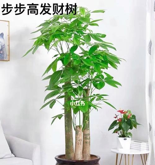 发财树喜阳还是喜阴？（掌握发财树的喜光要点，让它在你家“发财”！）-第2张图片-绿意生活