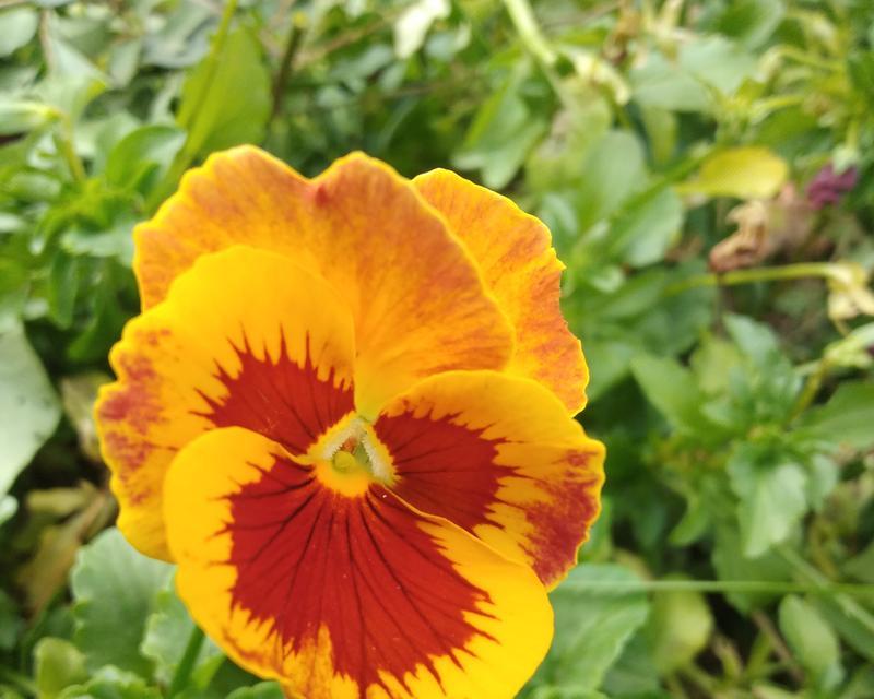 三色堇冬天也能开花（赏花新选择，了解三色堇的冬季养护法）-第2张图片-绿意生活