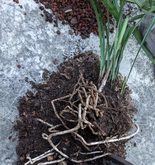 兰花叶子干枯原因及补救处理方法（解析兰花叶子干枯的原因及如何拯救枯萎的兰花）-第3张图片-绿意生活