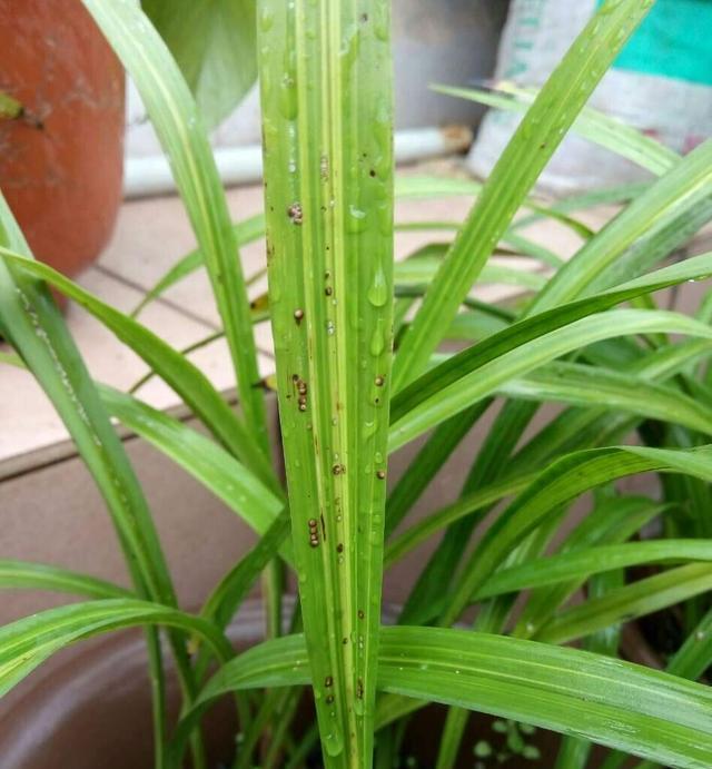 兰花叶子干枯原因及补救处理方法（解析兰花叶子干枯的原因及如何拯救枯萎的兰花）-第2张图片-绿意生活