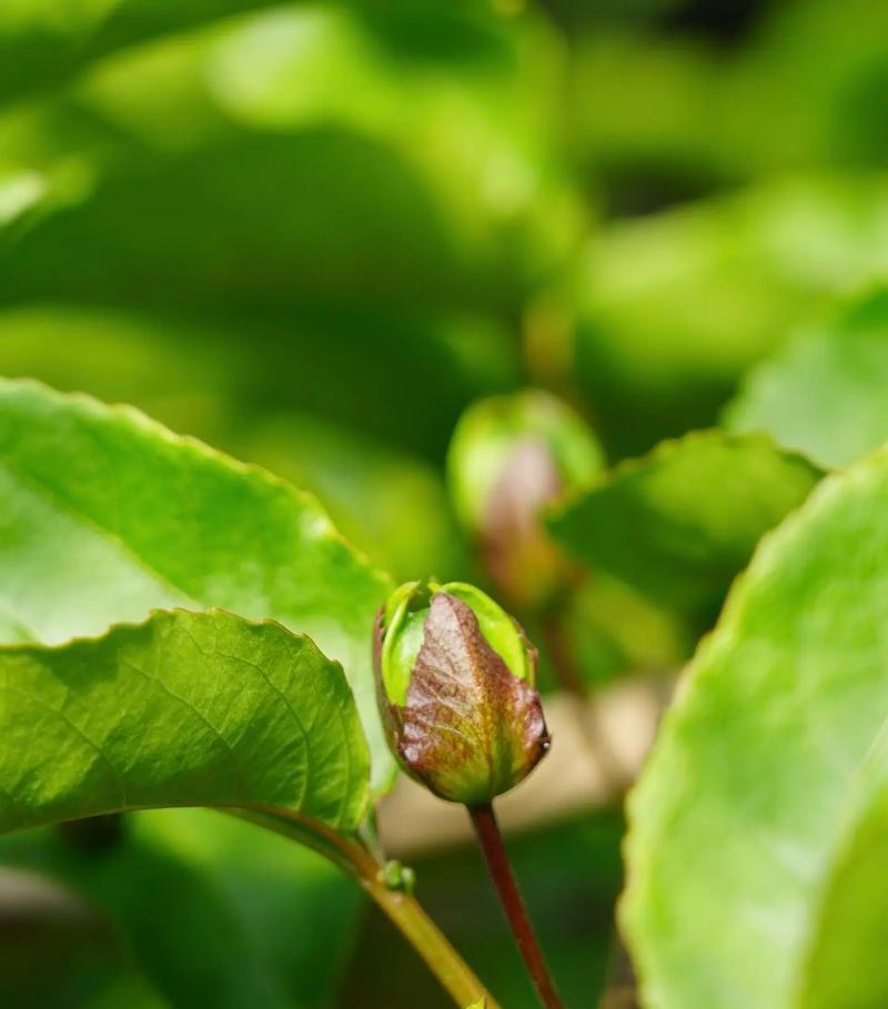 百香果是否能结果？（探究百香果植株的果实结实与否）-第1张图片-绿意生活