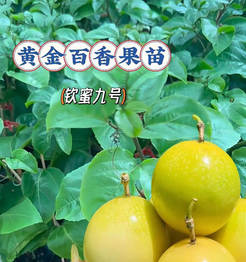 百香果是否能结果？（探究百香果植株的果实结实与否）-第2张图片-绿意生活