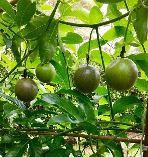 百香果是否能结果？（探究百香果植株的果实结实与否）-第3张图片-绿意生活