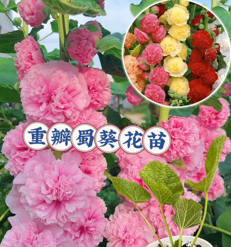 庭院种蜀葵色彩缤纷（打造美丽庭院）-第2张图片-绿意生活