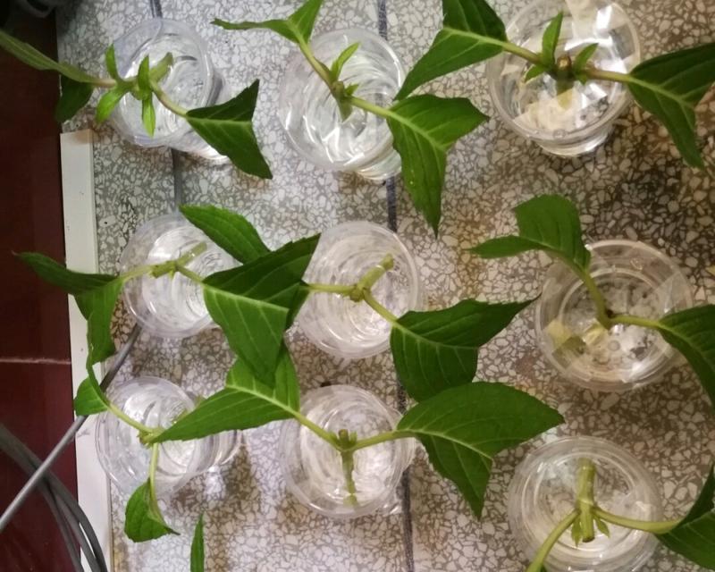 绣球水培，让美丽绽放（打造别具特色的水培花卉）-第1张图片-绿意生活