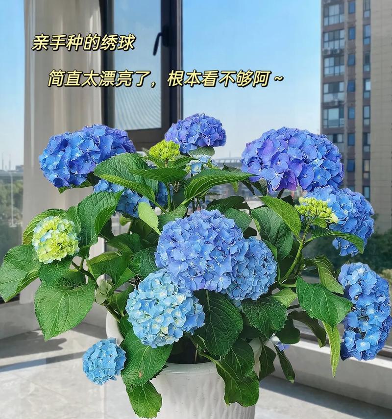 绣球水培，让美丽绽放（打造别具特色的水培花卉）-第3张图片-绿意生活