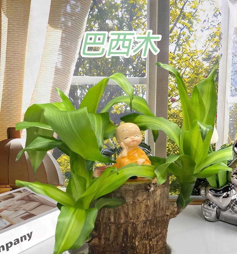 巴西木养护与寿命（巴西木树种特点、生长环境、养护要点及寿命展望）-第1张图片-绿意生活