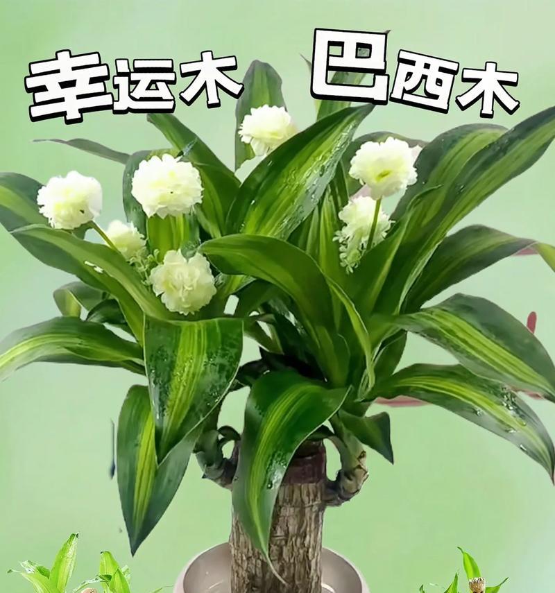 巴西木养护与寿命（巴西木树种特点、生长环境、养护要点及寿命展望）-第3张图片-绿意生活