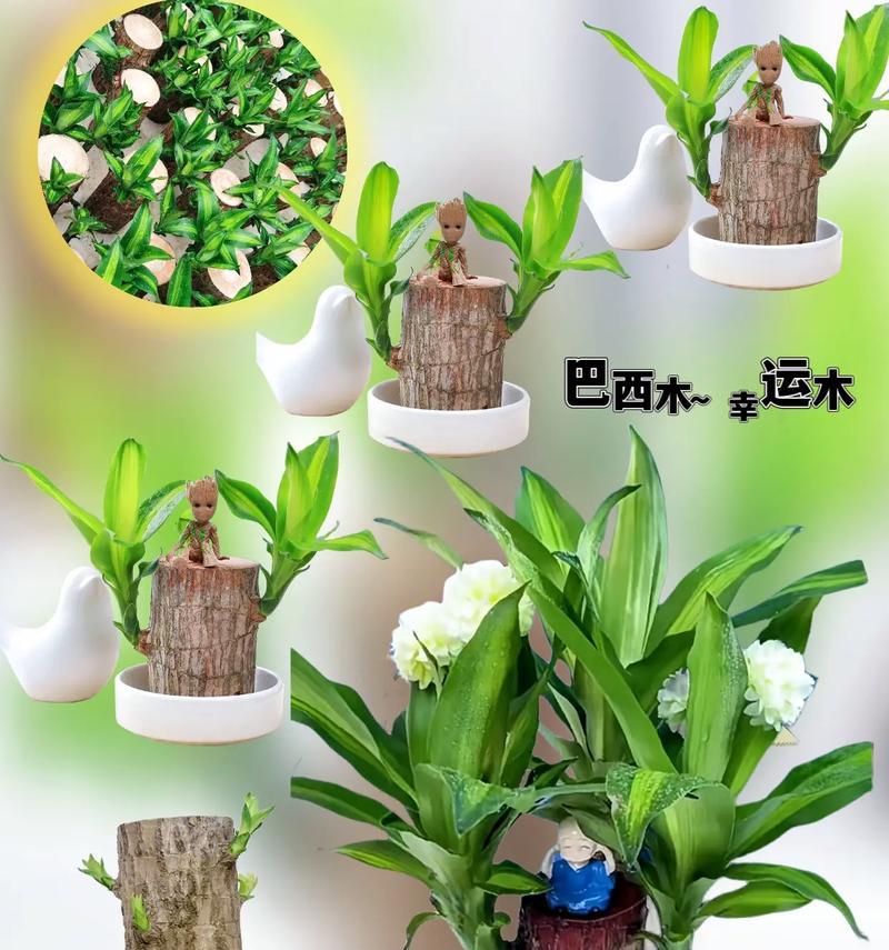 巴西木养护与寿命（巴西木树种特点、生长环境、养护要点及寿命展望）-第2张图片-绿意生活