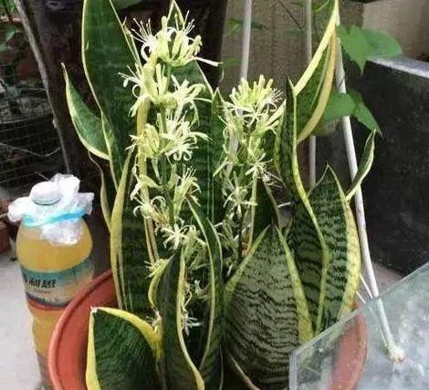 如何选择适合虎皮兰的花盆（美观实用的花盆是如何选择的？）-第2张图片-绿意生活