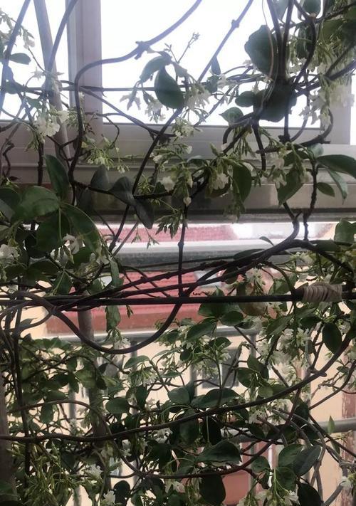 四季桂不开花的原因（探究四季桂不开花的因素和解决方法）-第2张图片-绿意生活