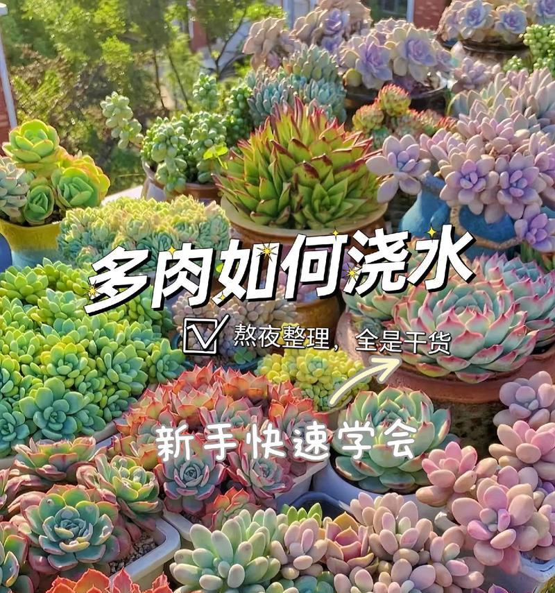 多肉植物到底要不要常浇水？（科学浇水才是养多肉的秘诀）-第3张图片-绿意生活