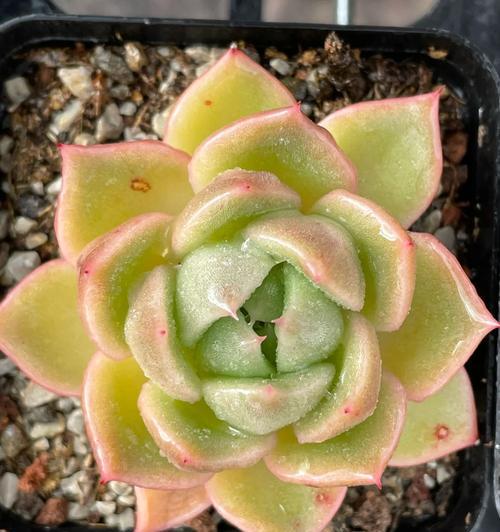 多肉植物到底要不要常浇水？（科学浇水才是养多肉的秘诀）-第2张图片-绿意生活