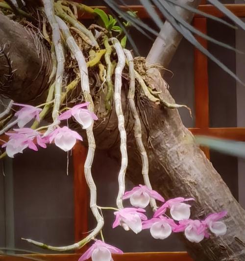 家里种鸡蛋花树的风水好处（打造家庭吉祥之源，享受花草环绕的美好生活）-第3张图片-绿意生活