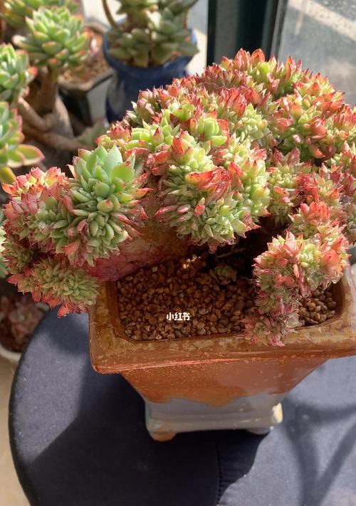 三色堇多肉怎么爆头？（打造丰盈多肉，让三色堇更美！）-第2张图片-绿意生活