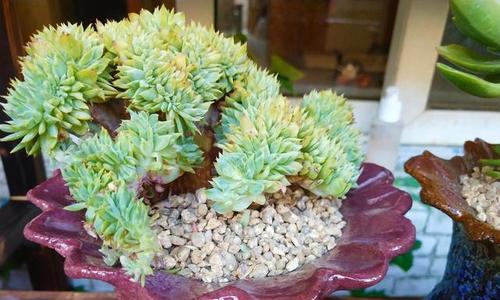 三色堇多肉怎么爆头？（打造丰盈多肉，让三色堇更美！）-第3张图片-绿意生活