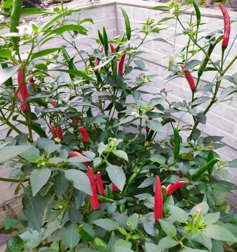 辣菜和雪里红（热辣与凉爽交替，麻辣与酸甜交融，一试难忘）-第3张图片-绿意生活