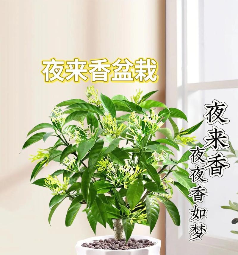夜来香花期长短揭秘（一年只有数日，赏花如约而至）-第1张图片-绿意生活