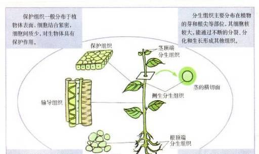 水绵的植物属性及生长特点（解析水绵是否为一种种子植物）-第1张图片-绿意生活