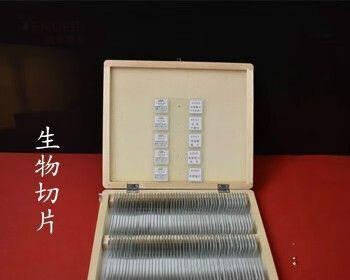 水绵的植物属性及生长特点（解析水绵是否为一种种子植物）-第2张图片-绿意生活