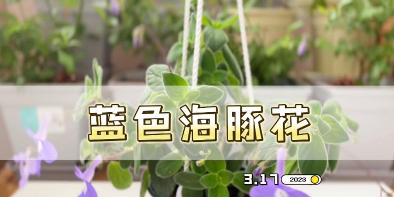 海豚花花期是什么时候？（探寻海豚生命中的重要时刻）-第2张图片-绿意生活