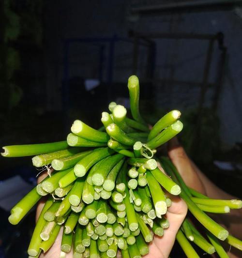 蒜苔亩产量多少斤？（探究蒜苔产量的影响因素）-第3张图片-绿意生活