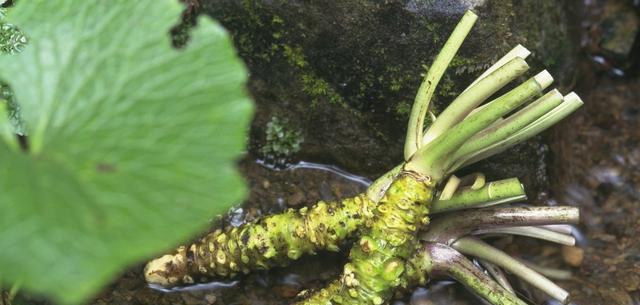 黄独的根茎（营养丰富、味道独特，品尝黄独根茎的美味之旅）-第1张图片-绿意生活