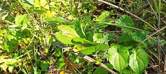 黄独的根茎（营养丰富、味道独特，品尝黄独根茎的美味之旅）-第2张图片-绿意生活