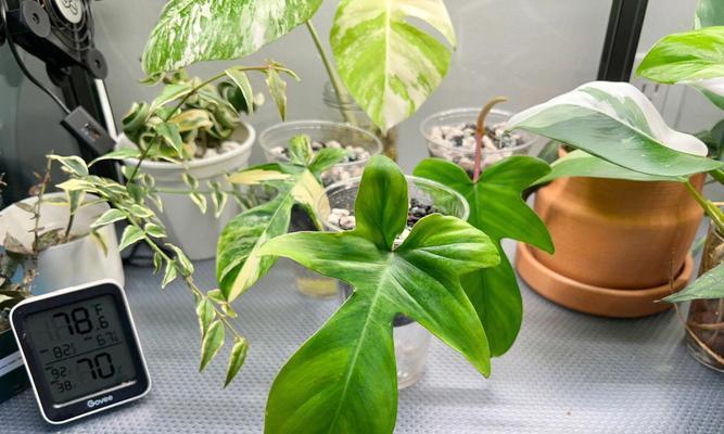 爱不释手的植物（十种代表你我不舍的绿色生命）-第1张图片-绿意生活