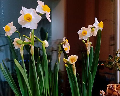 水仙花浇水全解析（从水质到浇水频率，为你解答水仙花养护要点）-第1张图片-绿意生活